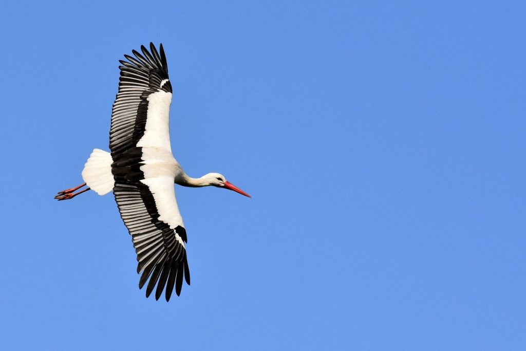 Tarnowskie G&oacute;ry