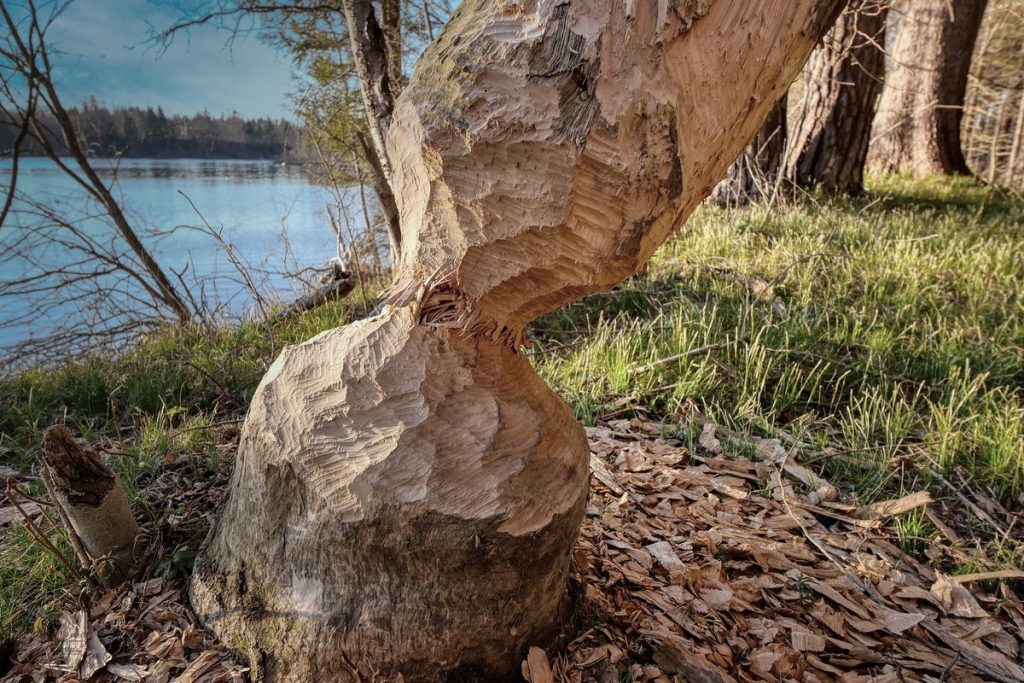 Tarnowskie G&oacute;ry