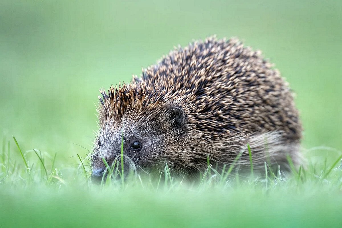 Jezioro Nakło - Chechło - fotografie