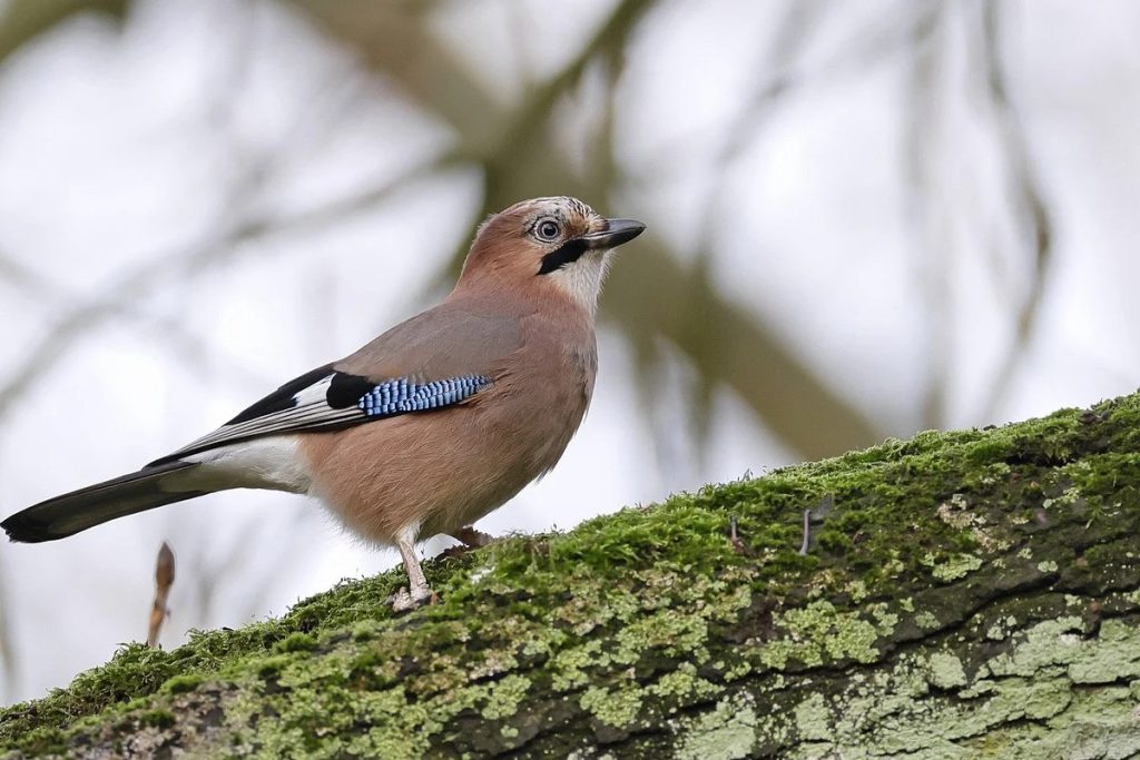 Tarnowskie G&oacute;ry