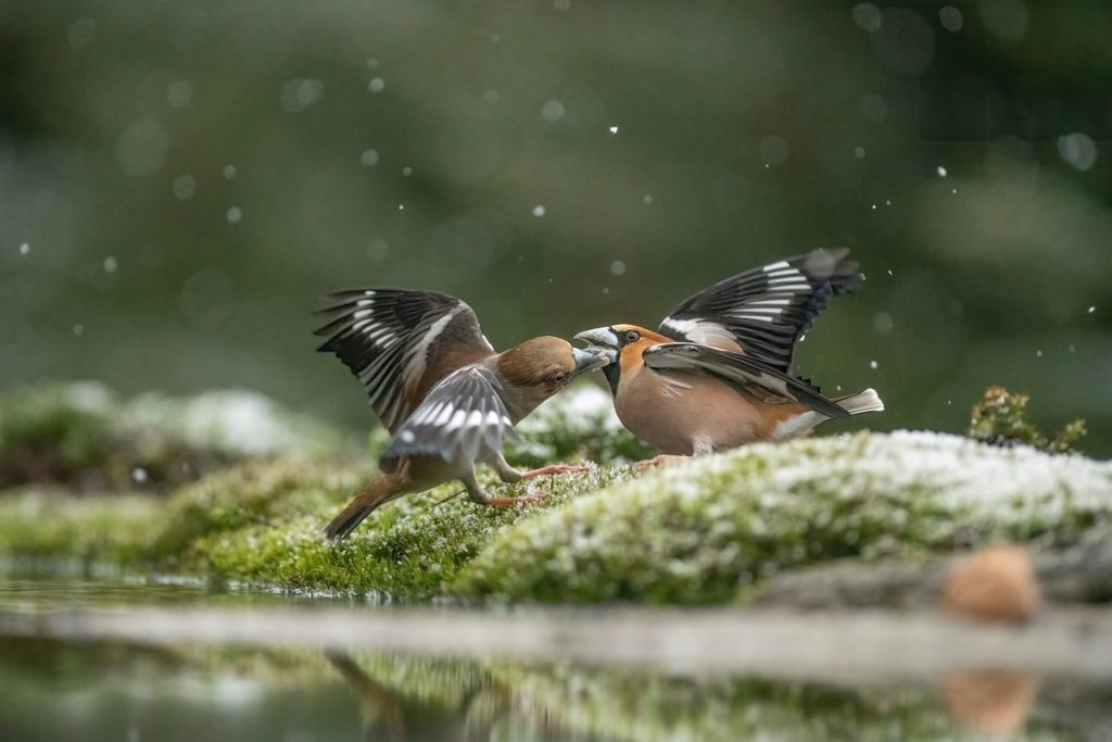 Tarnowskie G&oacute;ry