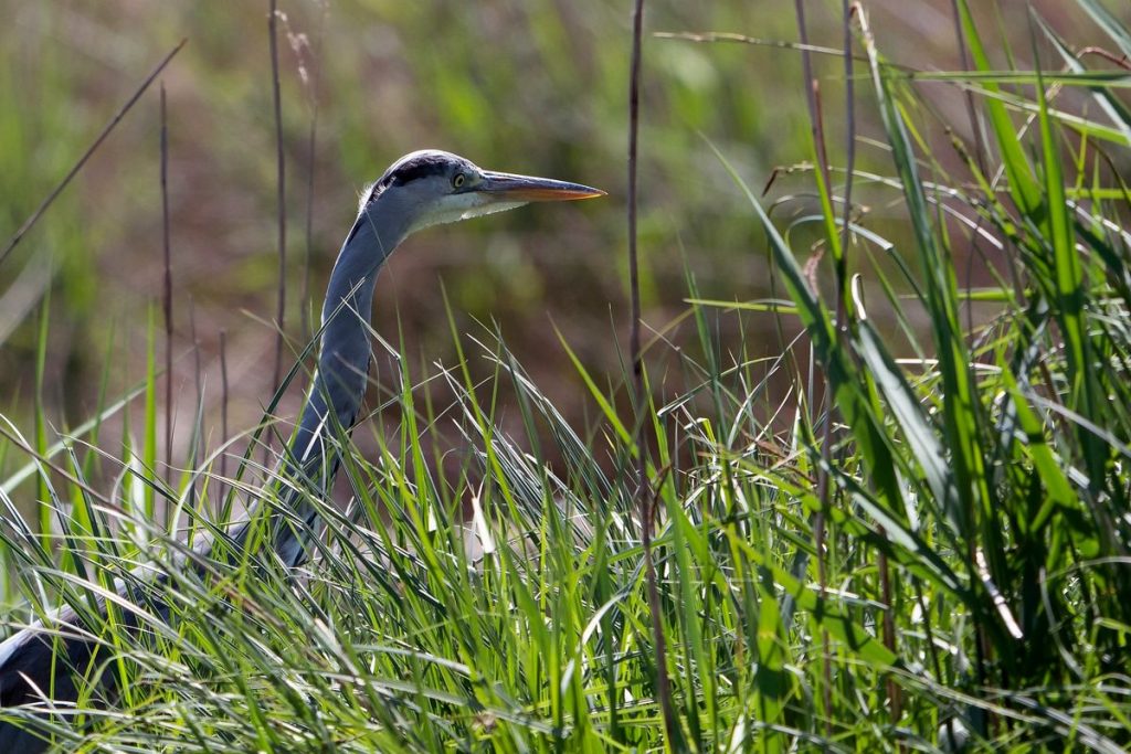 Tarnowskie G&oacute;ry