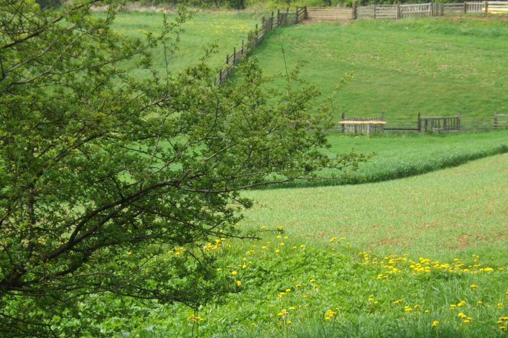 Park Kunszt w Tarnowskich G&oacute;rach - zielony pomnik początku ery przemysłowej